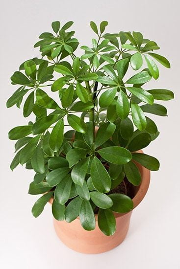 Schefflera green plants Schefflera green plants