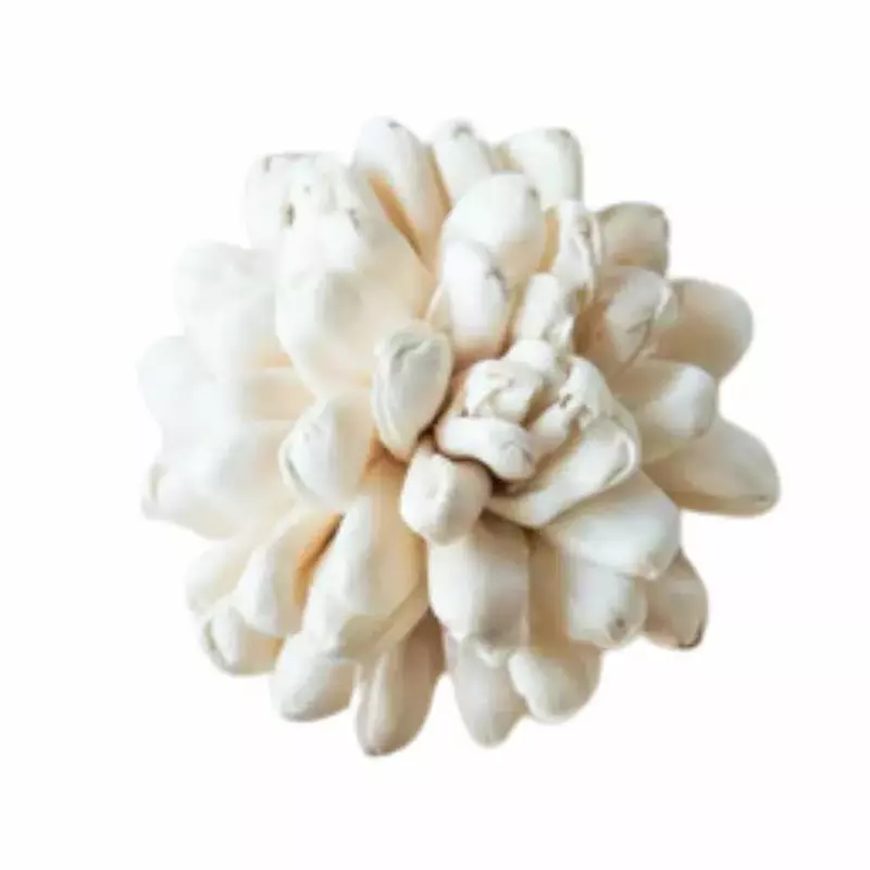Handcrafted Sola Halo Flower with natural ivory petals for eco-friendly bouquets, décor, and crafts Handcrafted Sola Halo Flower with natural ivory petals for eco-friendly bouquets, décor, and crafts