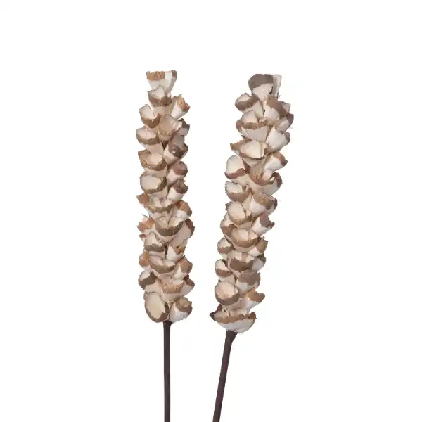 Natural sola makka flower stick bunch for boho decor and tall vases by LeafnDeor
