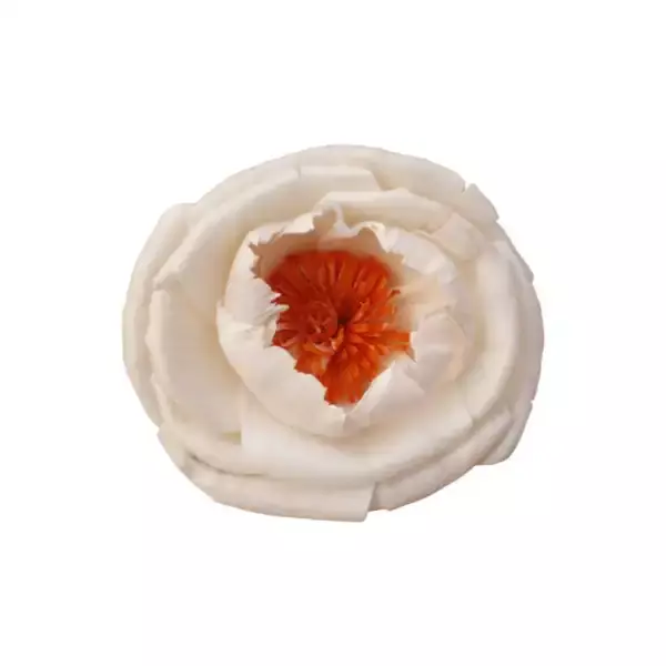 sola pollen peony flower with natural ivory finish for eco décor, bouquets, and craft projects sola pollen peony flower with natural ivory finish for eco décor, bouquets, and craft projects
