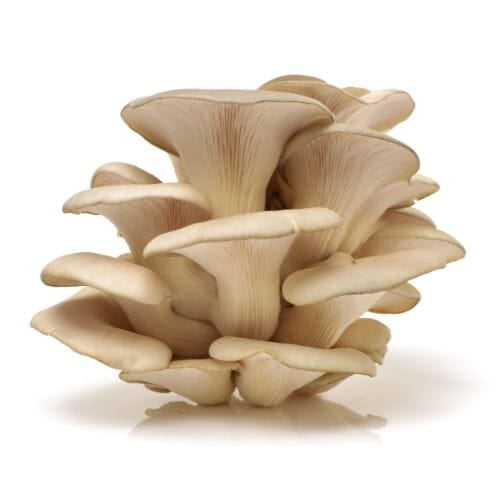 Oyster mushroom 200gms box Oyster mushroom 200gms box