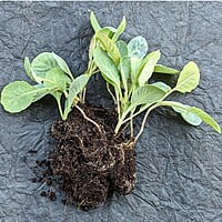 Cabbage Seedlings in Cocpeat Glass 5 Nos