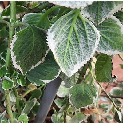 Cuban oregano or Mexican mint or Spanish thyme Plant cutting (మెక్సికన్ వాము ) (1 cut, 2cuts) Cuban oregano or Mexican mint or Spanish thyme Plant cutting (మెక్సికన్ వాము ) (1 cut, 2cuts)