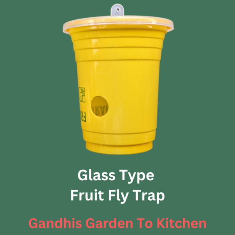 1pc Glass Type fruit Fly Trap | పండు ఈగ బుట్టలు 1pc Glass Type fruit Fly Trap | పండు ఈగ బుట్టలు