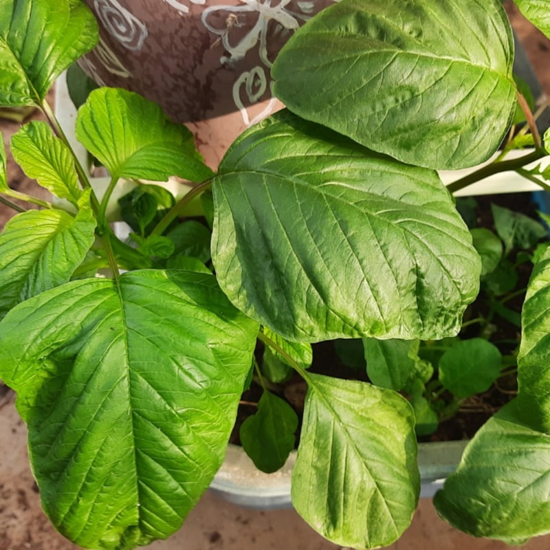 Amaranth తోటకూర Rajgira Amaranth తోటకూర Rajgira
