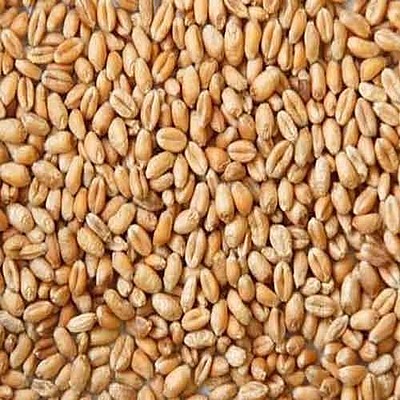 WHOLE WHEAT 