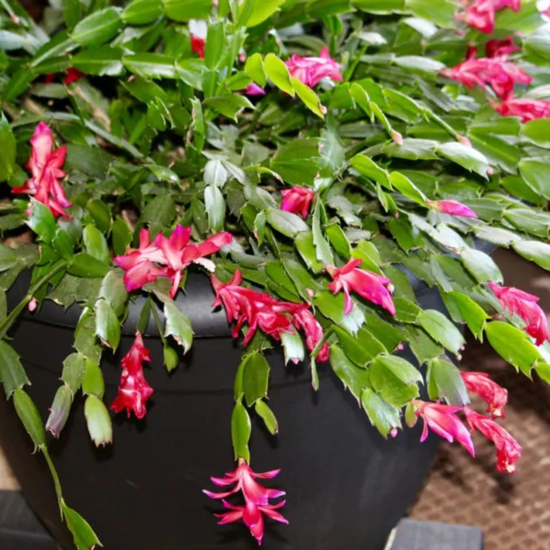 X-mas Cactus X-mas Cactus