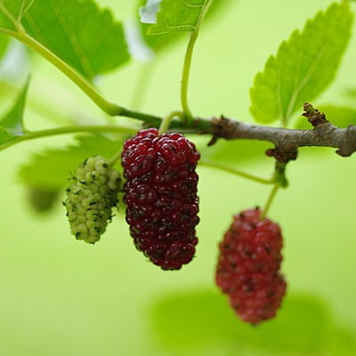 Mulberry Plant Mulberry Plant